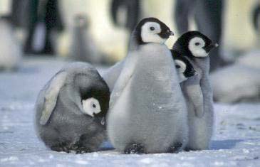 emperor penguin chicks close up