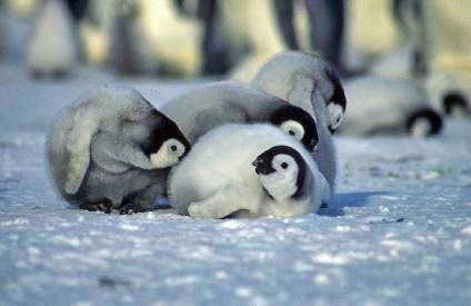 emperor penguin chicks playing