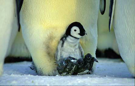 young emperor penguin chick
