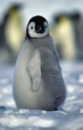 dumpy emperor penguin chick