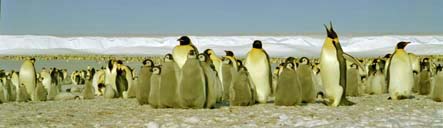 the emperor penguin rookery at halley, antarctica