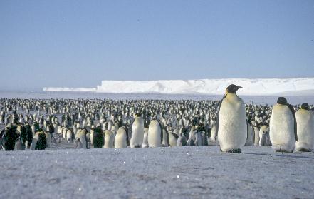 emperor penguin panorama